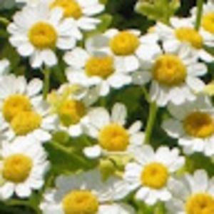 Meet your Posher, Dani